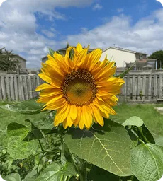 garden2Image