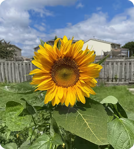 garden2Image